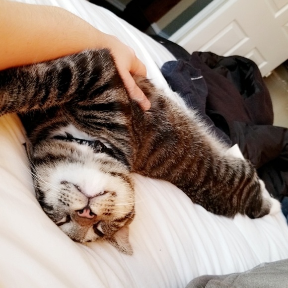 Meet your Posher, Taylor - Picture 1 of 1